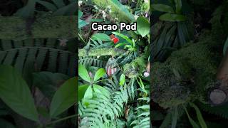 Cacao Pods coming in 🍫 cacao cacaopod cacaofruit cacaotree chocolate [upl. by Yreved]