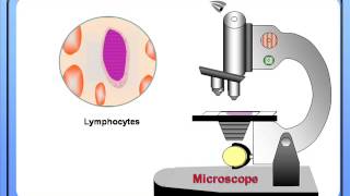 Counting of Blood Cells under Microscope for biology students 11 and 12 [upl. by Firestone158]