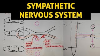 ANS  1  Sympathetic Nervous System [upl. by Mauchi]