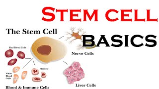 Stem cells basics animation [upl. by Egiarc]