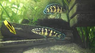 Julidochromis marlieri Gombe pair with fry [upl. by Dadivitan]