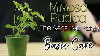 Basic Sensitive Plant Care mimosa pudica [upl. by Asiaj566]