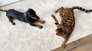 Family Diary Dachshund and Bengal cat are playing [upl. by Llevol]