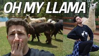 I WENT TO A LLAMA FARM AND CRIED [upl. by Milka]