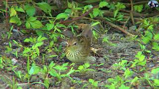 矛斑蝗鶯Lanceolated Warbler2021新編台灣野鳥集錦冬過境鳥稀Wild Birds of Taiwan [upl. by Enneira]