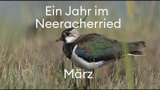 März im Neeracherried Bekassine und Kiebitz [upl. by Drewett]