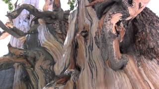 Bristlecone Pine Tree Ranger Minute [upl. by Ylecic49]