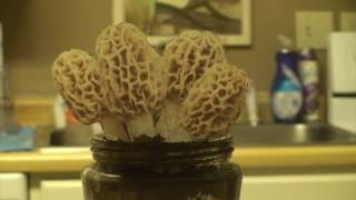 Grow Morel Mushrooms at home [upl. by Venator]