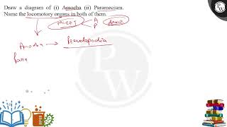 Draw a diagram of i Amoeba ii Paramecium Name the locomotory organs in both of them [upl. by Marl]