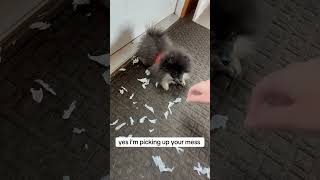 Puppy messes 🫣  Little Bear Pom pomeranian puppy doglover shorts [upl. by Sadirah436]