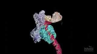 DNA Transcription Advanced Detail  HHMI BioInteractive Video [upl. by Ardnazil]