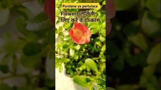 Potulaca n purslane plant care n tips fast growing  shortsvideo portulaca purslaneplant garden [upl. by Sherburn]