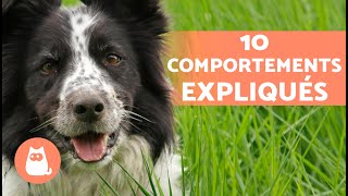 10 COMPORTEMENTS des CHIENS expliqués 🐶❓ [upl. by Annert879]