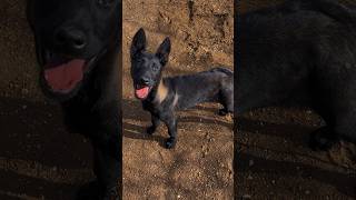 Malinois Puppy Training dog malinois shortvideo shorts funny viral training trending puppy [upl. by Ecile851]