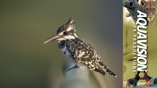 The pied kingfisher Ceryle rudis [upl. by Yrogiarc456]