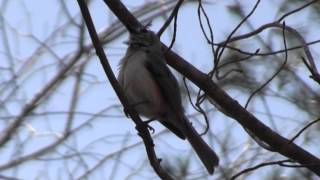 Tufted Titmouse spring call [upl. by Lester]