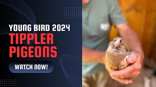 2024 YB Tippler Pigeon Update Pignut Loft 🐷🥜🏠🕊️🕊️🕊️ [upl. by Ericksen]