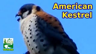 American kestrel call sound eating prey  Falcon bird [upl. by Airotkiv]