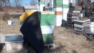 Beekeeping How To Wrap Your Bee Hive For Winter [upl. by Assirroc836]