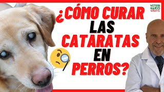 ✅ Cómo CURAR las ❌ CATARATAS EN los PERROS ❌ PRECIO de la OPERACIÓN ✅ Causas y Síntomas [upl. by Acenom504]