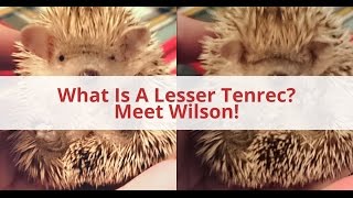 Lesser Tenrec Taking A Sand Bath [upl. by Bysshe]