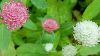 Growing Gomphrena from seed How to regrow gomphrena flowers for continuous blooms [upl. by Mallorie]