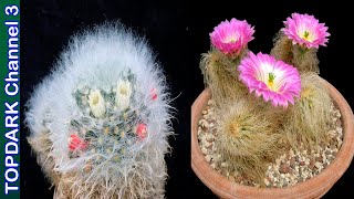 12 Cactus con Pelos mas Fascinantes del Mundo [upl. by Seften172]