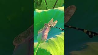 3 Amazing Dragonfly Facts You Wont Believe shorts [upl. by O'Driscoll]