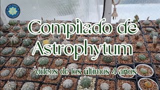 Compilado de videos de los últimos 4 años de Astrophytum [upl. by Alokin365]