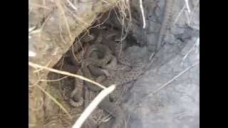 Rattlesnake Den Closeup [upl. by Nowujalo619]