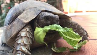 Schildkröten Besuch am Ferienhaus 1151 ENTDECKE SARDINIEN [upl. by Etoile]