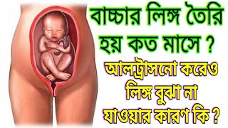 গর্ভের বাচ্চার লিঙ্গ কত মাসে তৈরি হয় Ultrasound During Pregnancy [upl. by Amaleta]