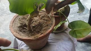 Regrowth of PHILODENDRON PLANT from its cutting after 14 days UrduHindi [upl. by Kelsey]