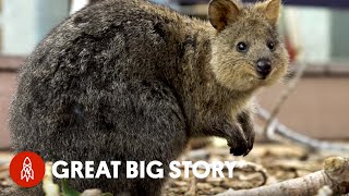 How Quokka Selfies Helped Protect This Adorable Animal [upl. by Adnohsek202]