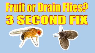 Easy 3 Second Fix for Drain and Fruit Flies [upl. by Verada]