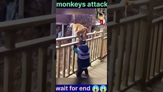 Why do monkeys humans  what ti do if a monkeys attacks you  shorts youtubeshorts trendingyt [upl. by Ahsytal]