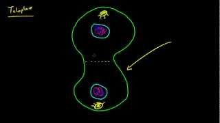 Biology Lecture  50  Mitosis Metaphase Anaphase and Telophase [upl. by Redmond]