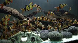 Clown Loach tank HD clown loach schooling in 200 gallon tank [upl. by Adiahs]