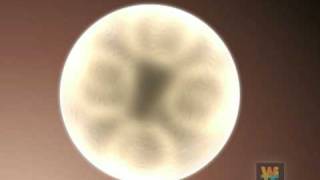 Embryonic stem cell animation [upl. by Schell438]