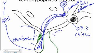 Pituitary Gland Anatomywmv [upl. by Ettelliw386]