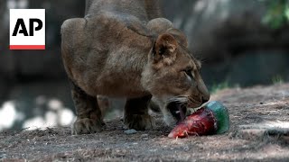 Lions and monkeys eat popsicles to cool off from heat wave [upl. by Ronal]