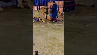 lion tigerlion tige animals zoo beautiful r [upl. by Wolfe]