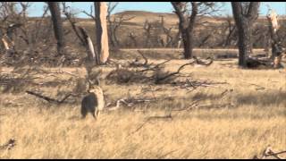 The best Coyote Hunting DVD EVER [upl. by Zavala]