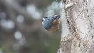 red breasted nuthatch pecking my palm tree [upl. by Obe833]