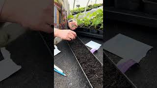 Gutter seed sowing  Calendula Indian Prince [upl. by Israeli]