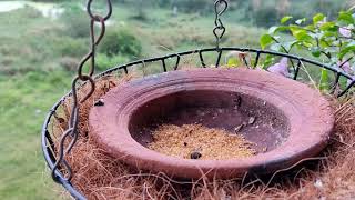 How to attract birds in your gardenIndian silverbillBulbulSparrowsSunbird nesting in my garden [upl. by Sewell]