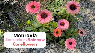 Monrovia Sunseekers Rainbow Coneflowers [upl. by Eiramlatsyrc106]