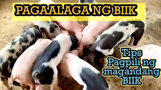 PAGAALAGA NG BABOY negocios baboyan tips baboy [upl. by Ewen194]