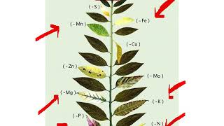 Nutriçao Mineral 5ª Parte  Deficiências [upl. by Lurlene]