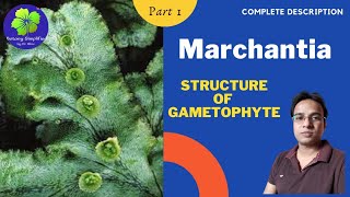 Marchantia  Structure of Gametophyte  BSc 1  MSc 1  NEET [upl. by Adnuhsal723]